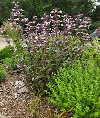 Image result for Penstemon