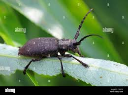 Attēlu rezultāti vaicājumam “Lamia textor”