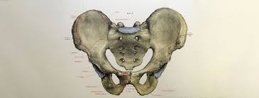 Image result for b%FD%E7ak anatomisi