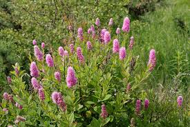 Attēlu rezultāti vaicājumam “Spiraea salicifolia”