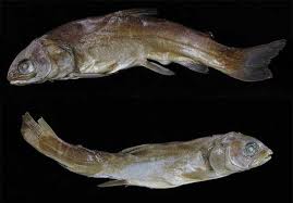 Image result for Salmo pallaryi