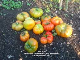 Afbeeldingsresultaat voor marmande jaune tomato