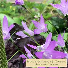 Attēlu rezultāti vaicājumam “Campanula patula”