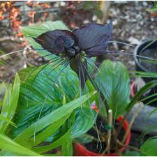 Image result for Tacca chantrieri