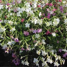Image result for Nicotiana x sanderae `Perfume`F1