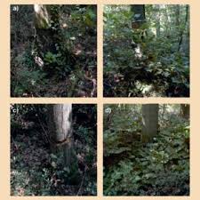 Attēlu rezultāti vaicājumam “Stemonitopsis amoena spores”