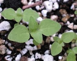 Attēlu rezultāti vaicājumam “Galinsoga quadriradiata”