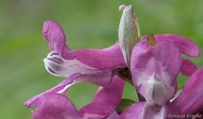 Attēlu rezultāti vaicājumam “Corydalis cava flower”