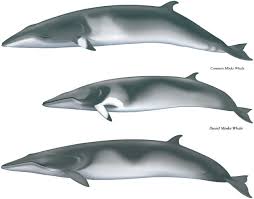 Image result for Balaenoptera acutorostrata