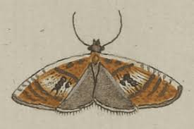 Attēlu rezultāti vaicājumam “Olethreutes arcuella”