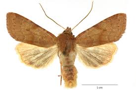 Attēlu rezultāti vaicājumam “Agrochola helvola imago”