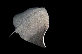 Image result for Gymnura altavela