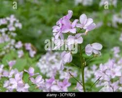Attēlu rezultāti vaicājumam “Cardamine bulbifera flower”