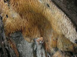 Attēlu rezultāti vaicājumam “Sarcodontia crocea”