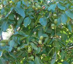 Attēlu rezultāti vaicājumam “Juglans regia”