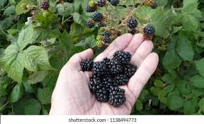 Image result for Rubus sectio