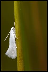 Attēlu rezultāti vaicājumam “Elachista argentella”