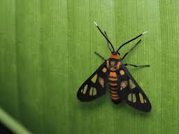 Attēlu rezultāti vaicājumam “Arctiidae”