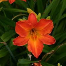 Image result for Hemerocallis `Moses Fire`