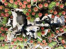 Attēlu rezultāti vaicājumam “Peltigera malacea”