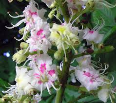 Attēlu rezultāti vaicājumam “Aesculus hippocastanum flower”