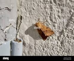 Attēlu rezultāti vaicājumam “Enargia paleacea”