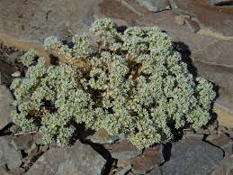 Attēlu rezultāti vaicājumam “Scleranthus perennis bud”