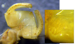 Attēlu rezultāti vaicājumam “Lycogala convexum macro”