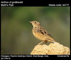 Image result for Anthus godlewskii