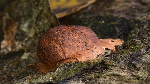 Attēlu rezultāti vaicājumam “Fuligo leviderma”