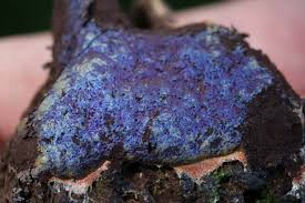 Attēlu rezultāti vaicājumam “Nectriopsis violacea”