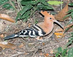 Attēlu rezultāti vaicājumam “Upupa epops adult”