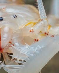 Attēlu rezultāti vaicājumam “Meloe sp. imago”