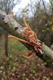 Attēlu rezultāti vaicājumam “Macrotyphula fistulosa var. contorta”