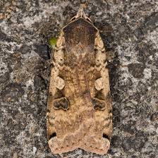 Attēlu rezultāti vaicājumam “Noctua pronuba”