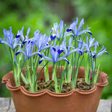 Attēlu rezultāti vaicājumam “Iris reticulata”