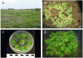Attēlu rezultāti vaicājumam “Riccia sorocarpa”