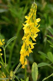 Attēlu rezultāti vaicājumam “Melilotus wolgicus flower”