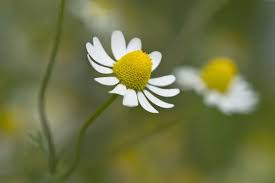 Attēlu rezultāti vaicājumam “Matricaria chamomilla flower”