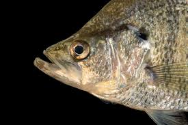 Image result for Pomoxis annularis