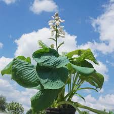Image result for Hosta sieboldiana 'Elegans'