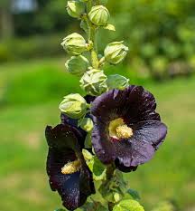 Image result for Alcea (althaea) rosea