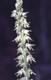 Attēlu rezultāti vaicājumam “Herminium monorchis flower”
