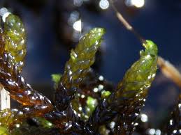 Attēlu rezultāti vaicājumam “Scorpidium scorpioides”