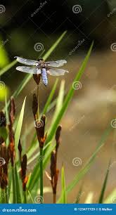 Attēlu rezultāti vaicājumam “Libellula fulva male”