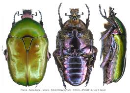 Attēlu rezultāti vaicājumam “Potosia cuprea imago”