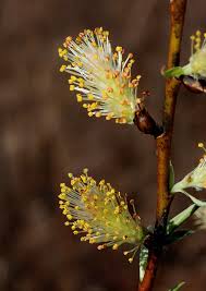 Attēlu rezultāti vaicājumam “Salix x doniana flower”