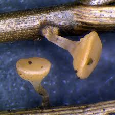 Attēlu rezultāti vaicājumam “Hymenoscyphus sp.”