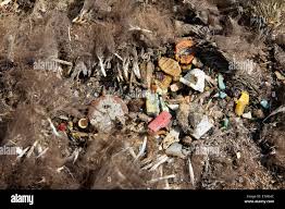 Image result for albatross dead chick