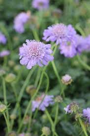 Image result for Scabiosa columbaria